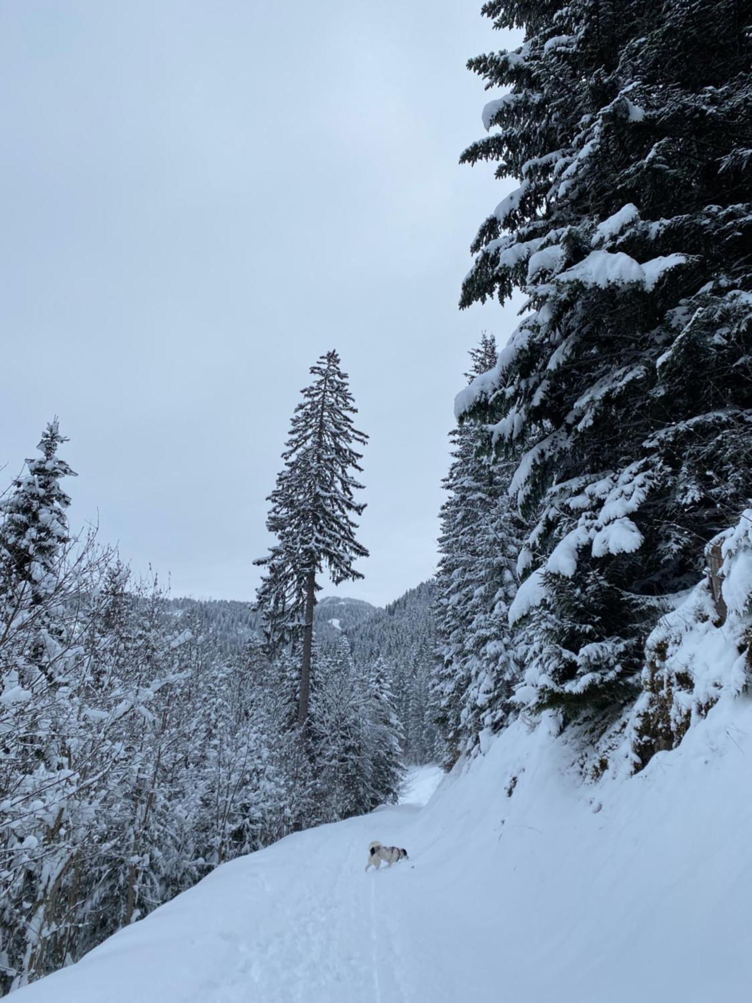 Le Roitelet Hotel Châtel Eksteriør billede
